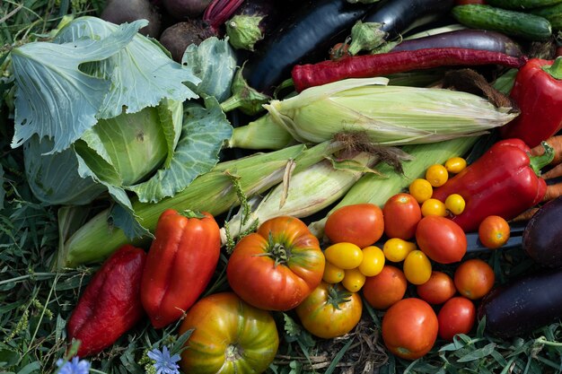 Crop Production